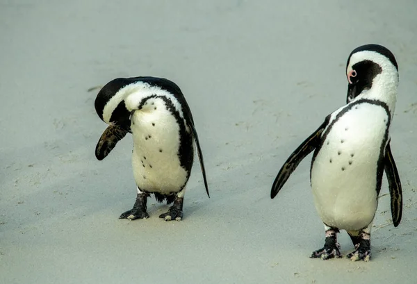 Para Pingwinów Trudne Relacje Rodzinie — Zdjęcie stockowe
