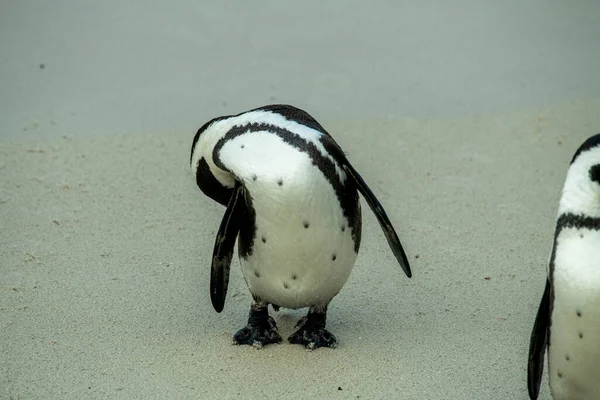 Spektakularny Pingwin Spaceruje Uważnie Kontroluje Swoją Plażę — Zdjęcie stockowe