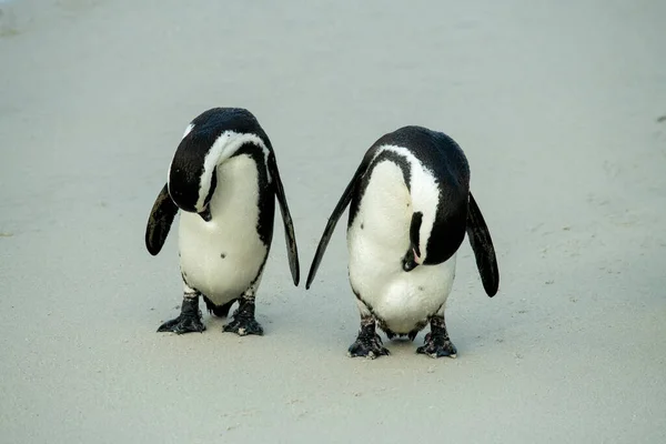 Pair Penguins Difficult Relationships Family — Stock Photo, Image