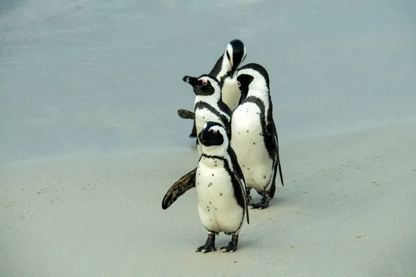 Rano Grupa Pingwin Fitness Szkolenia Ich Piaszczystej Plaży — Zdjęcie stockowe