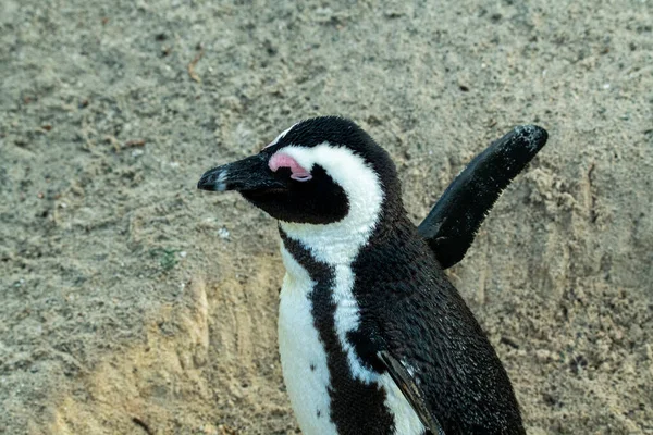 Очкастый Пингвин Ходит Вокруг Внимательно Осматривает Свой Пляж — стоковое фото