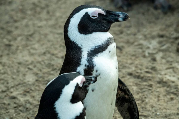 Пара Пингвинов Сложные Отношения Семье — стоковое фото