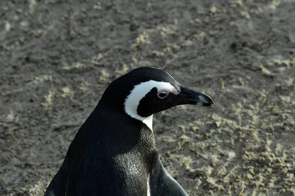 Γυαλισμένο Πιγκουίνος Περπατά Γύρω Και Ελέγχει Προσεκτικά Την Παραλία Του — Φωτογραφία Αρχείου
