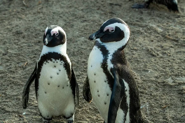 Pair Penguins Complex Palette Relationship — Stock Photo, Image