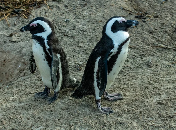 Dvojice Tučňáků Komplexní Paleta Jejich Vztahu — Stock fotografie