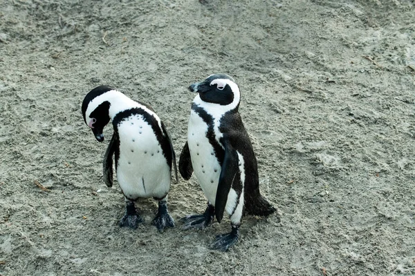 一对企鹅和他们关系中复杂的调色板 — 图库照片