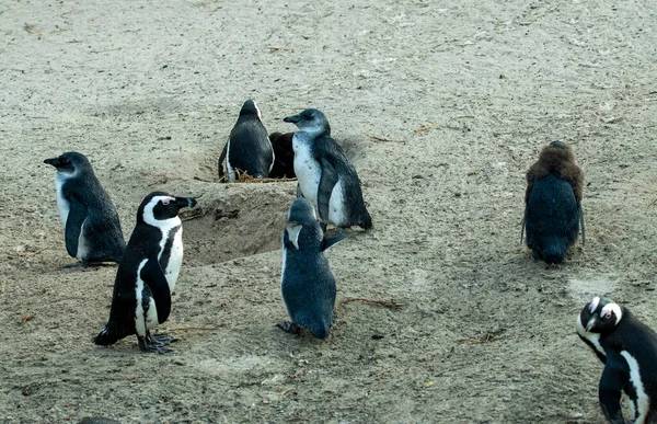 Młode Pingwiny Uczą Się Dorosłego Życia Plaży Rodzinnej — Zdjęcie stockowe