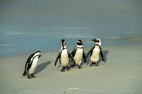 Rano Grupa Pingwin Fitness Szkolenia Ich Piaszczystej Plaży — Zdjęcie stockowe