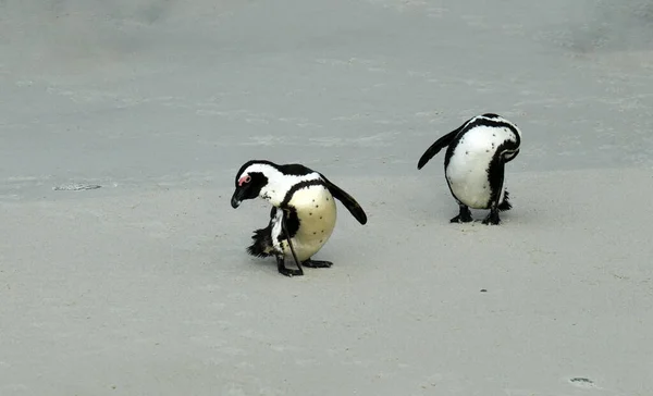 Para Pingwinów Złożona Paleta Ich Relacji — Zdjęcie stockowe