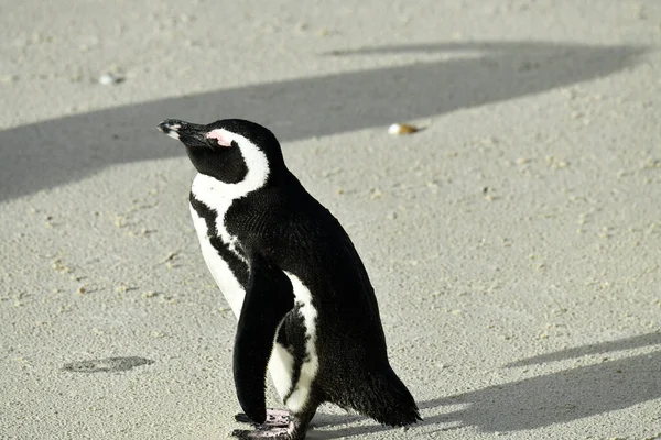 眼镜企鹅走来走去 仔细检查他的海滩 — 图库照片