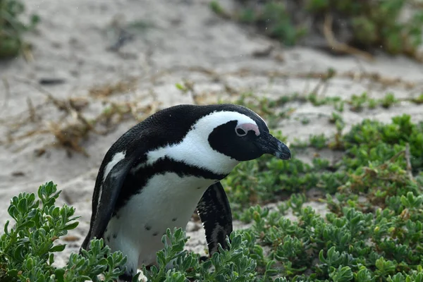 Очкастый Пингвин Ходит Вокруг Внимательно Осматривает Свой Пляж — стоковое фото