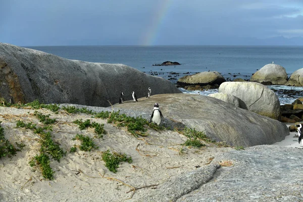 Regnbåge Över Den Soliga Och Gröna Stranden Där Pingvinerna Bor — Stockfoto
