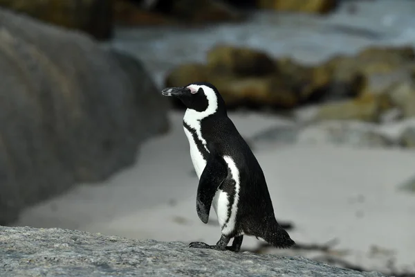 ペンギンは歩き回って慎重にビーチを調べ — ストック写真