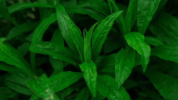 Свіжа Зелена Трава Фокусі — стокове фото