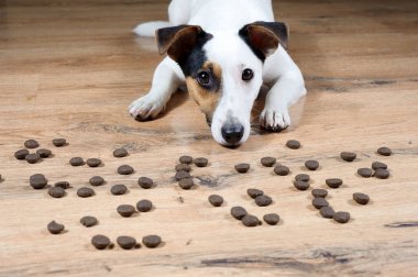 Jack Russell katta yeme başlamak için bekleyen birçok pieses fo gıda ile köpek