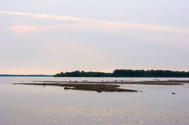 Martılar suyun kenarındaki kumun üzerinde oturuyorlar.