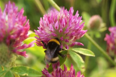 bumblebee yonca oturur ve nektar yiyor