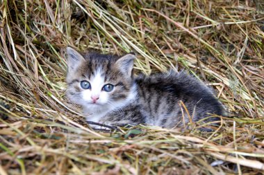 Küçük tüylü gri kedi samanlıkta yatıyor.