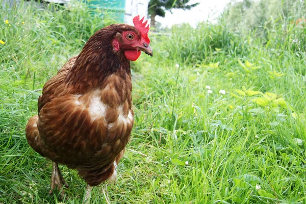 Kahverengi tavuk yeşil çimlerde koşar