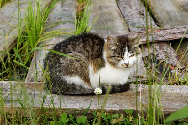 Grijze Kat Ligt Planken Het Gras — Stockfoto