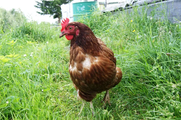 Kahverengi tavuk yeşil çimlerde koşar