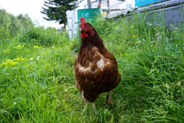 brown chicken runs on green grass