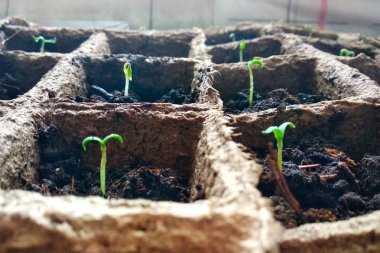 Hücrelerde küçük domates fidanları