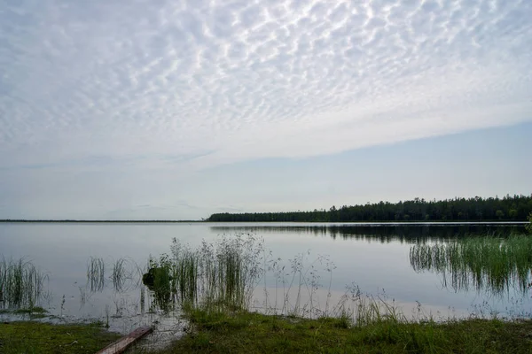 Klidné Lesní Jezero Severu — Stock fotografie