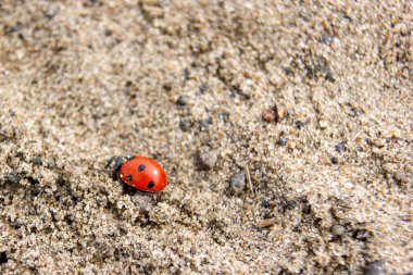 Kumda sürünen uğur böceği.