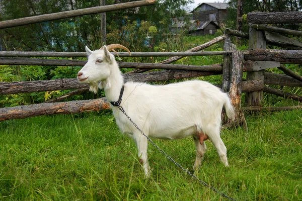 Beyaz boynuzlu keçi, eski bir çitin yakınında bir tasmayla otluyor.