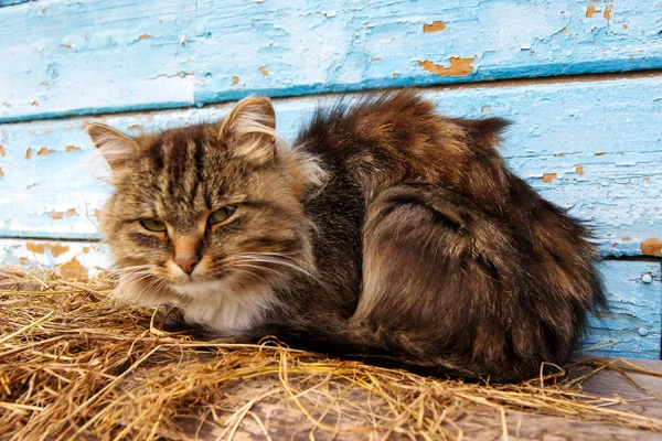 Kat Ligt Het Hooi Bij Het Blauwe Huis — Stockfoto