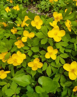        Hylomecon ormanda büyüyor.