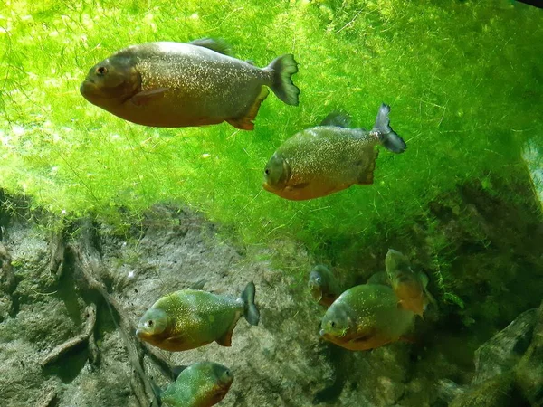 Piranhas Oceanarium Aquarium — Stock Photo, Image