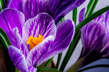 İlkbaharda açan mor iris.