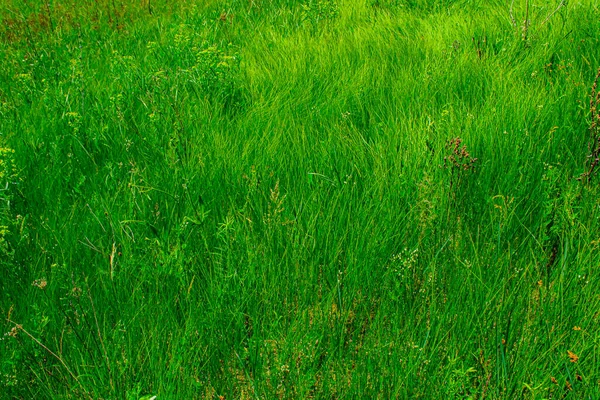 Grünes Gras Wächst Frühling — Stockfoto