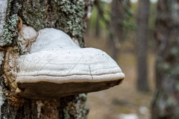 Wild Mushroom Tree Moss — Stock Photo, Image