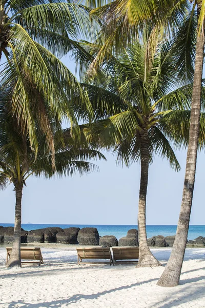 Mavi deniz arka planda yaz sezonu ile plajda palmiye ağaçları