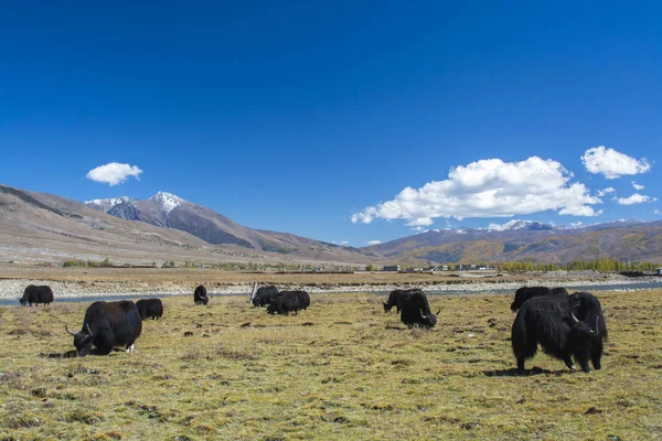 Yaks Tibet platosu