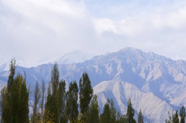 Ağaçları dağların arka plan ile