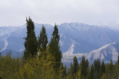 Ağaçları dağların arka plan ile