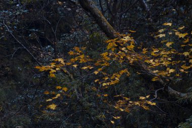 Dallarda turuncu sonbahar yaprakları, sonbahar mevsiminde orman