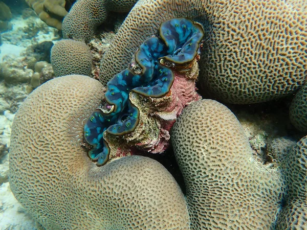Óriási Kagyló Korallokkal Tengerben Víz Alatti Táj Tengeri Élettel — Stock Fotó