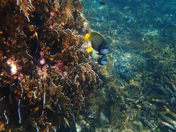 Császár Angyalhal Korallok Tengeren Víz Alatti Táj Tengeri Élet — Stock Fotó