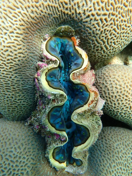 Kæmpe Musling Med Koraller Havet Undersøiske Landskab Med Havliv - Stock-foto