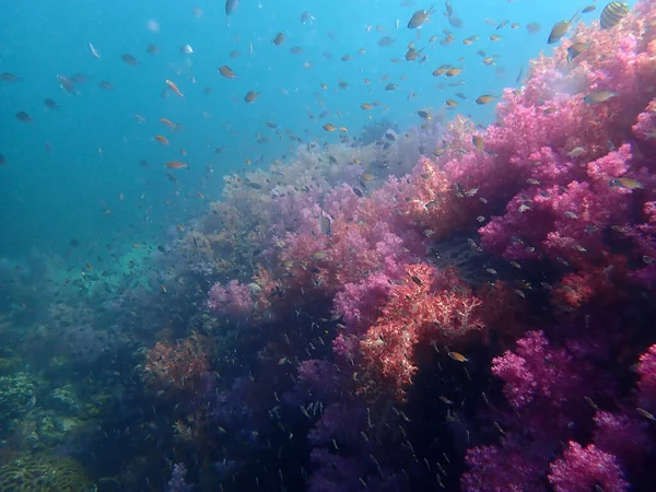 Marine Life Sea Water Underwater Landscape Photography Colorful Sea Life — Stock Photo, Image