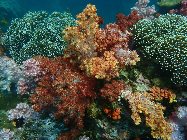 Marine life under sea water, underwater landscape photography, colorful sea life, diving activity of water tourism