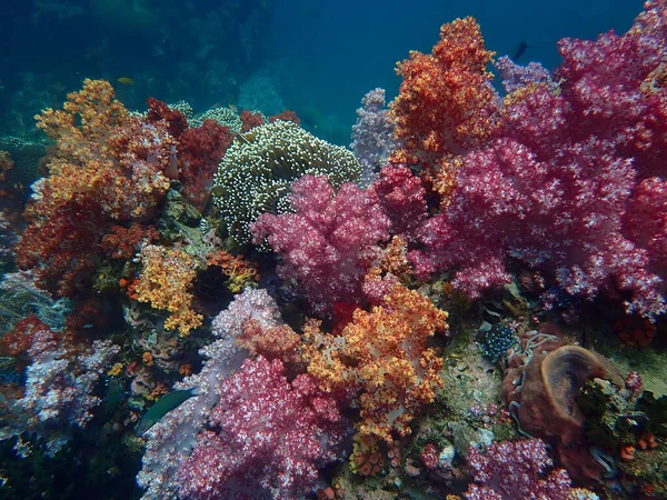 海の水の下での海洋生物 水中風景写真 カラフルな海の生活 水観光のダイビング活動 — ストック写真