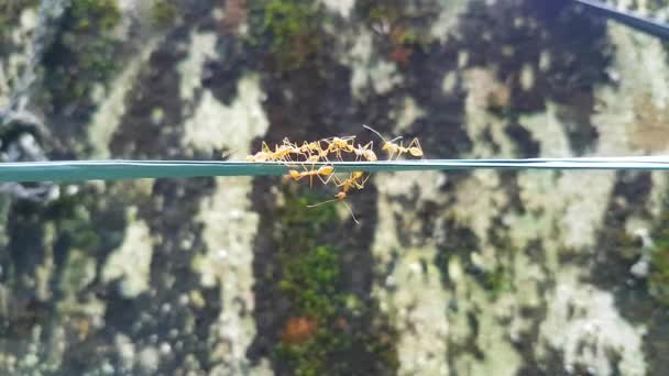 Grupo Formigas Que Passam Por Uma Corda Fundo Turvo Equipe — Vídeo de Stock