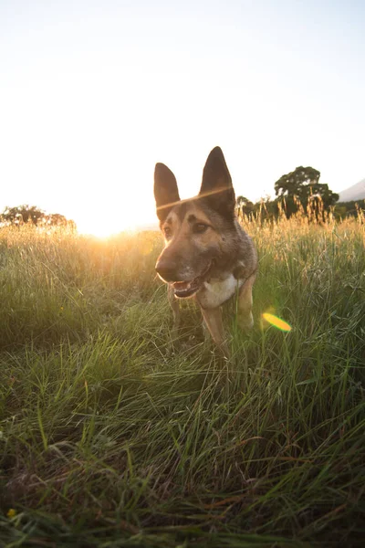 Szczęśliwy Pies Łące Zachodem Słońca Tle — Zdjęcie stockowe