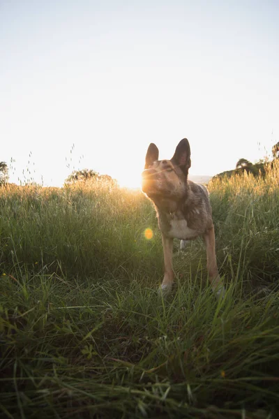 Cão Marrom Com Pôr Sol Fundo Observando Algo Prado — Fotografia de Stock